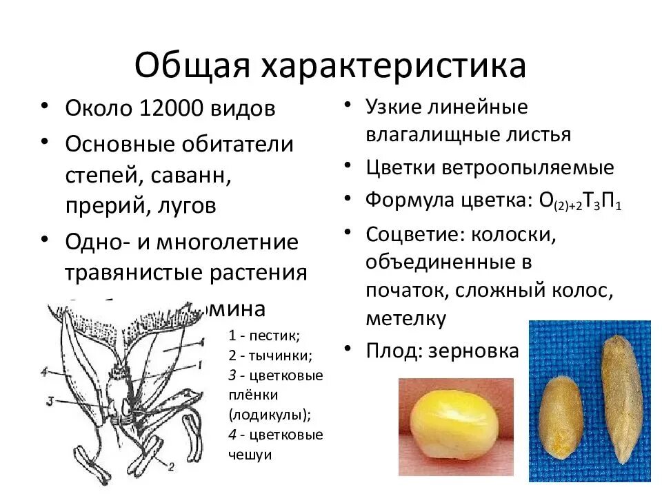 Укажите признаки двудольных растений. Характеристика однодольных и двудольных растений. Общая характеристика однодольных и двудольных растений. Характеристика класса однодольных растений. Характеристика класса Однодольные и двудольные.