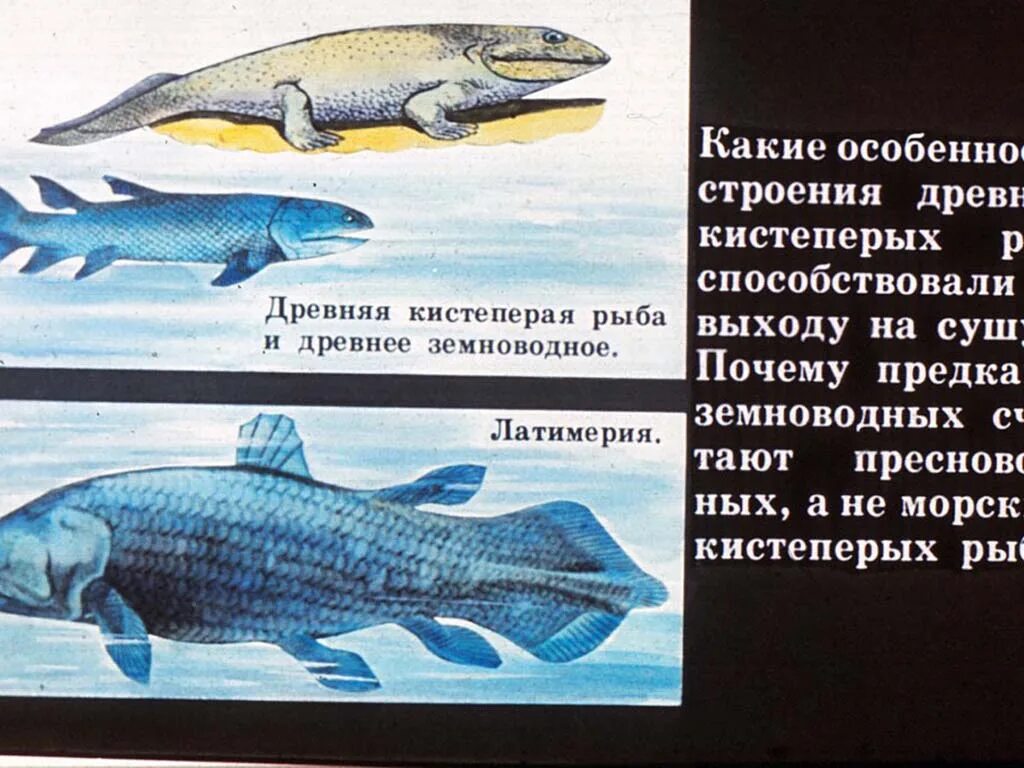 Кистеперая рыба Латимерия. Кистеперые рыбы предки земноводных. Древние представители кистеперых рыб. Кистеперая рыба строение. Латимерия биологический прогресс