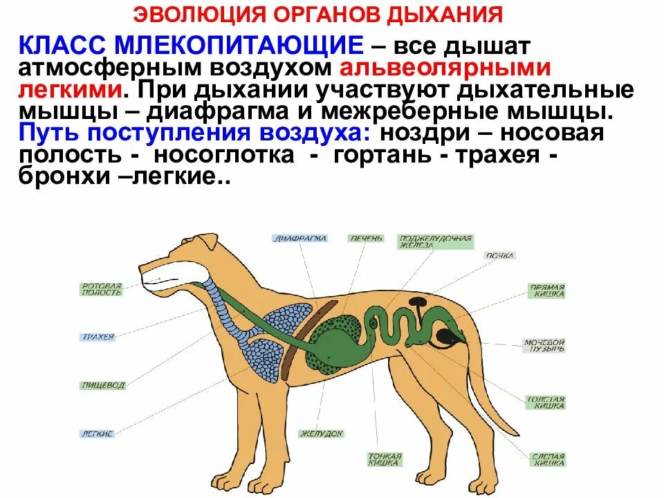 Процесс дыхательного движения у млекопитающих. Система органов животных дыхательная система. эволюция дыхательной системы млекопитающих. строение дыхательной системы животных. дыхательная система животных схема.