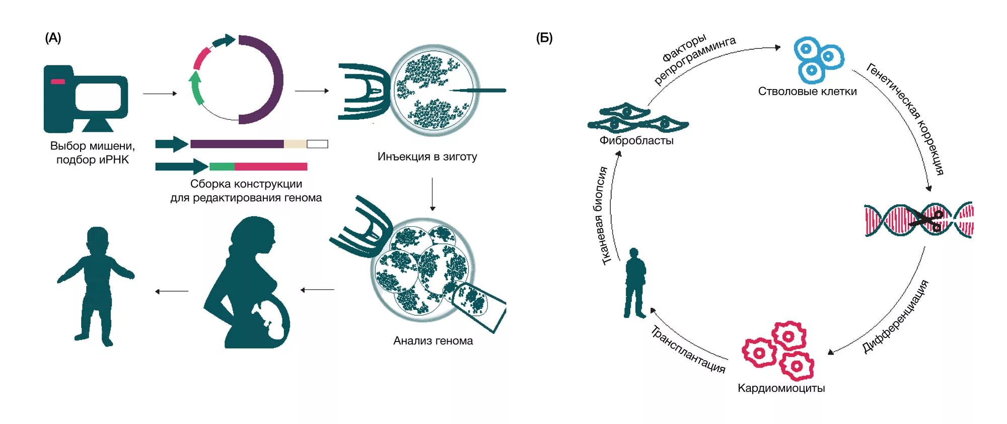 Генная терапия заболеваний. Генная терапия in vivo. Генотерапия наследственных заболеваний. Соматическая генная терапия. Этапы генной терапии.