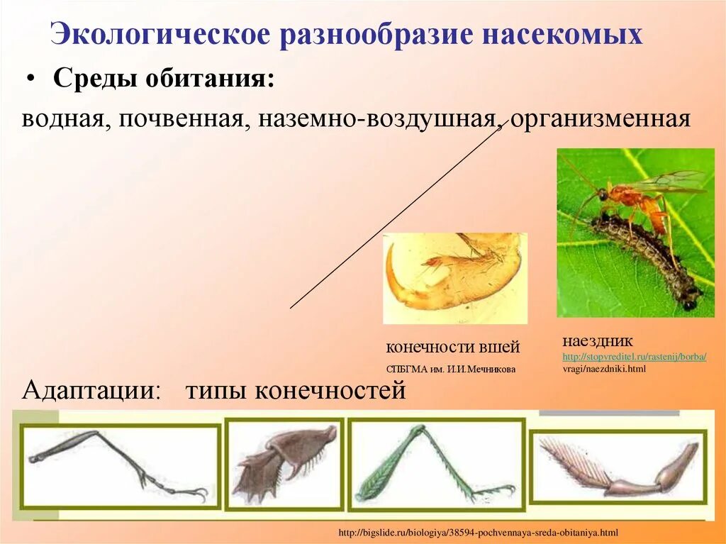 Среда обитания многообразие насекомых. Конечности наземно воздушных. Почвенная и организменная среда обитания. Насекомые обитающие в организменной среде. Богомол черты приспособленности