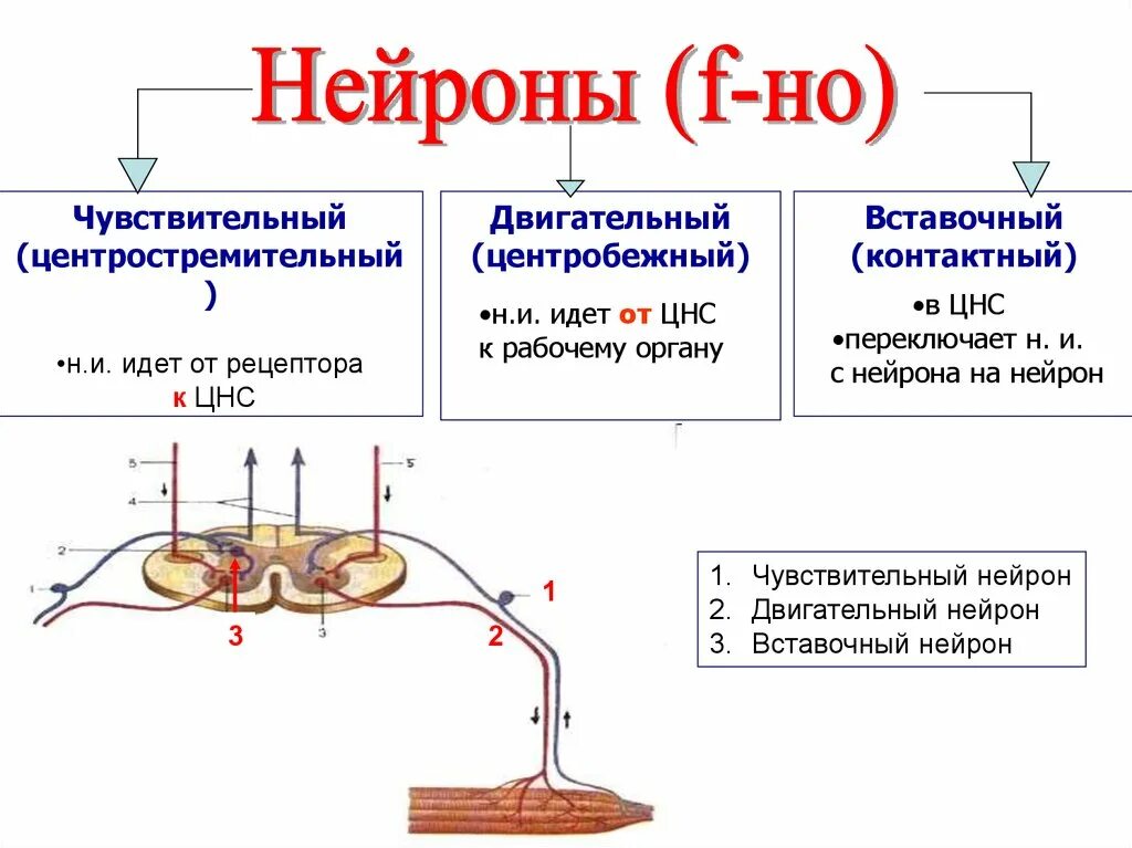 Чувствительный синоним. Схема Рецептор чувствительный Нейрон ЦНС. Вставочные Нейроны физиология. Строение чувствительного нейрона двигательного и вставочного. ЦНС чувствительный Нейрон двигательный Нейрон Рецептор вставочный.