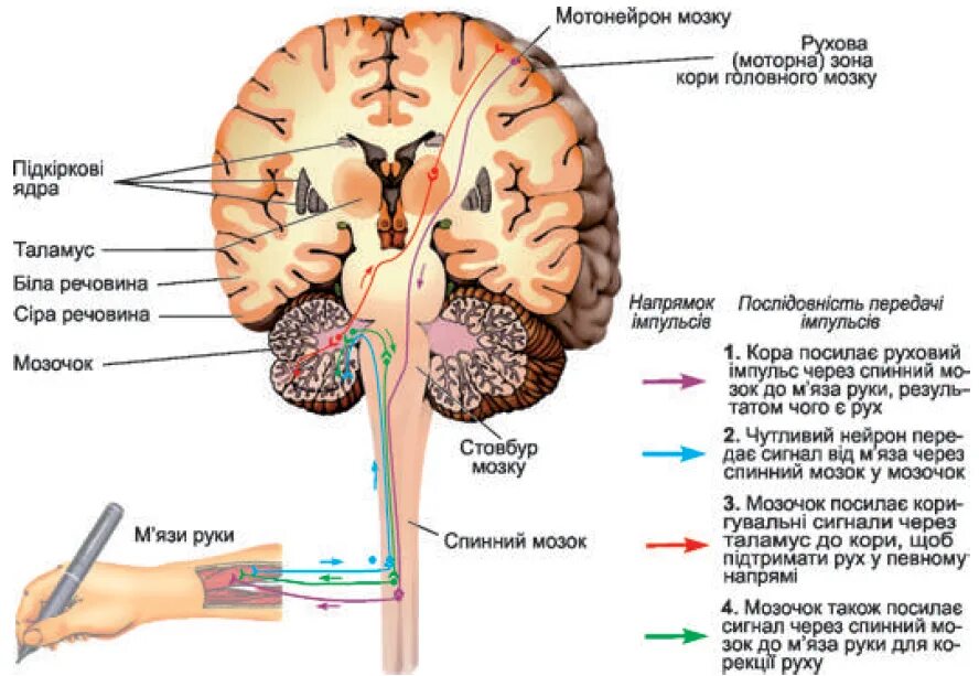 Какие отделы головного мозга контролируют работу скелетных мышц. Мышцы головного мозга. Мозг это мышца. Мозг с мускулами.