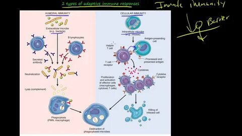 L immune