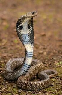 Қара мөлдір трусики киген қыздар