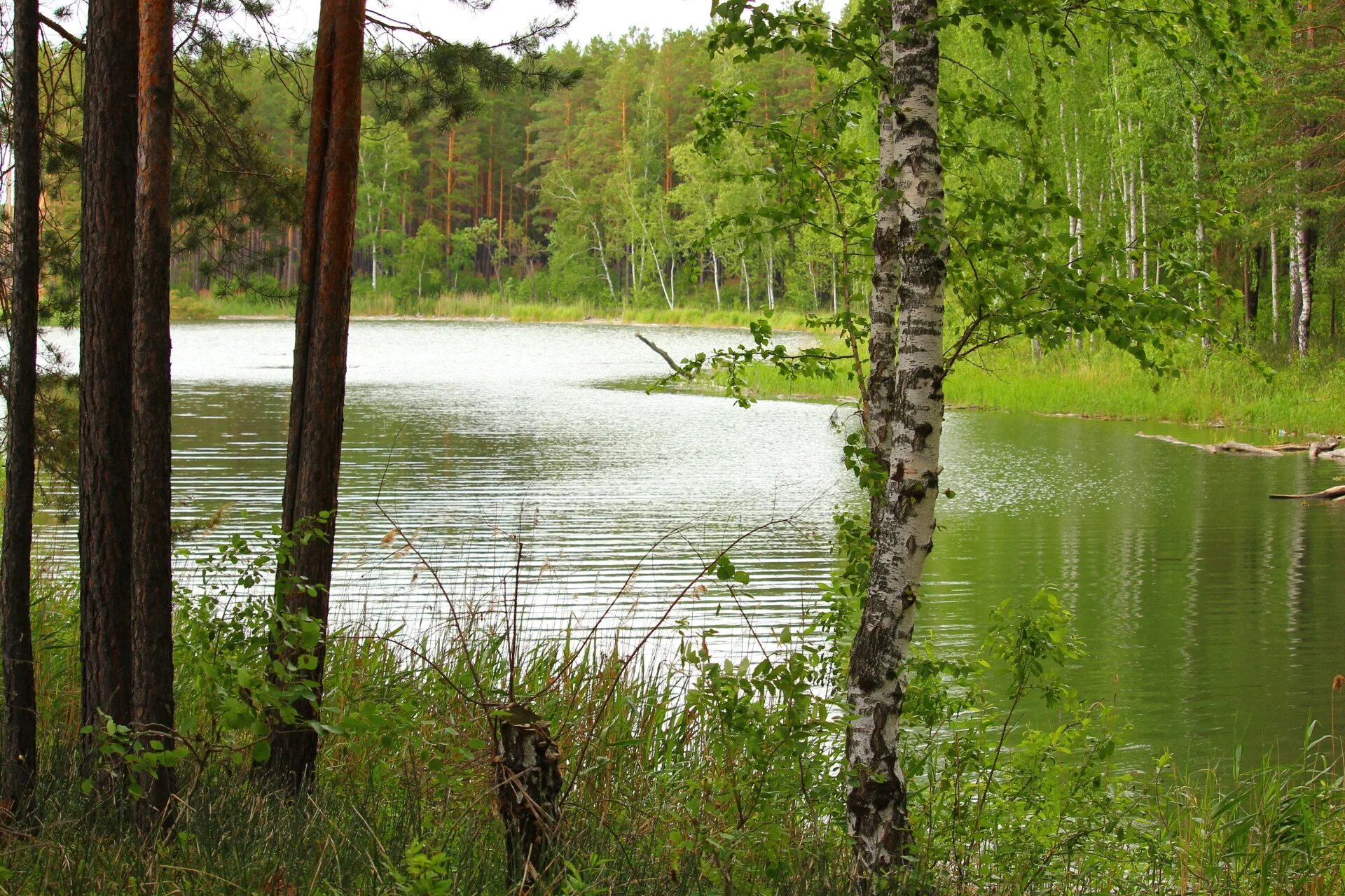 З бор. Караканский Бор в Новосибирской. Караканский лес Новосибирская область. Караканский Бор реки. Озеро в Караканском Бору Новосибирск.