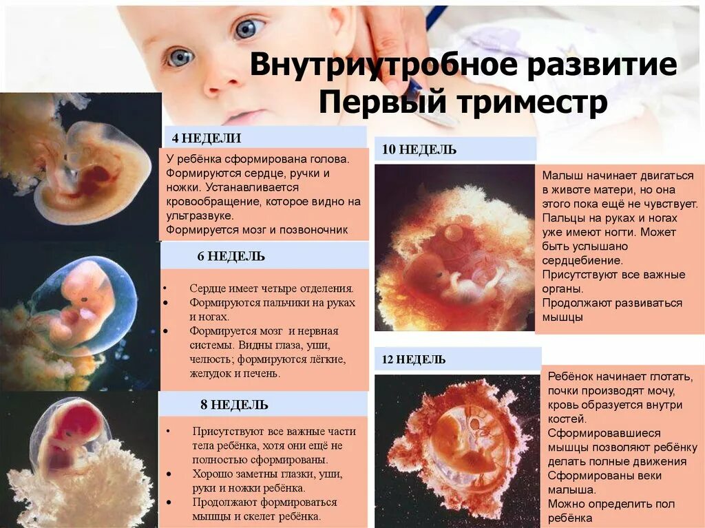 Первый триместр это сколько. Развитие эмбриона в 1 триместре. формирование плода. внутриутробное развитиеgkjlf. формирование органов у плода.