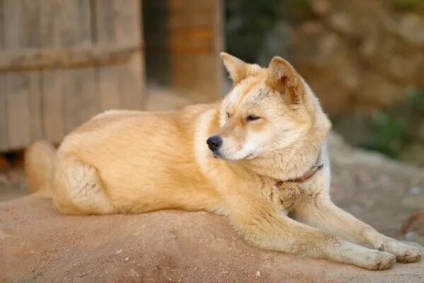 Discover Fascinating Facts About Dogs