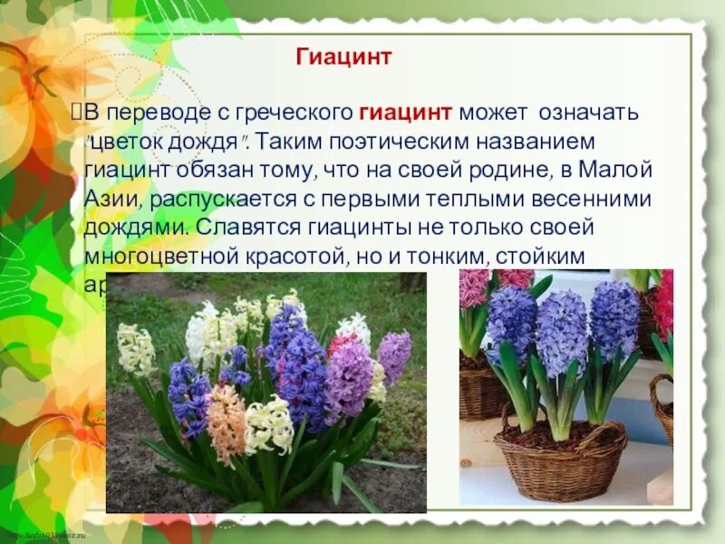 Значение цветов гиацинт. Легенда о гиацинте. гиацинт многоцветковый. гиацинт видоизменение.