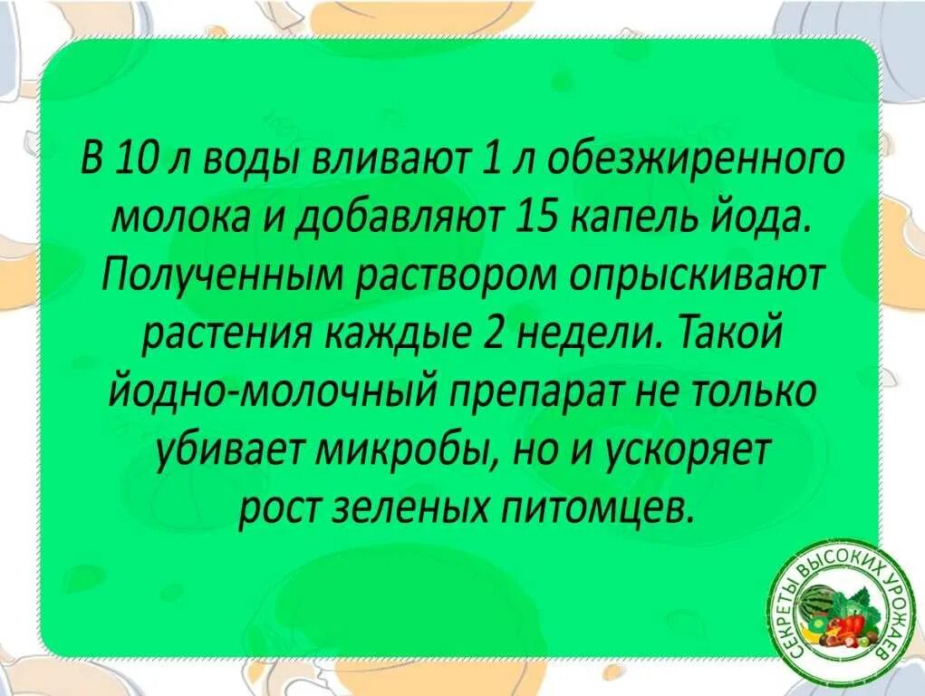 Молоко и йод пропорции. Йод и молоко для опрыскивания огурцов и помидоров. От фитофторы на помидорах молоко и йод. Помидоры побрызгать йодом и молоком. Молоко и йод для помидор опрыскивание.