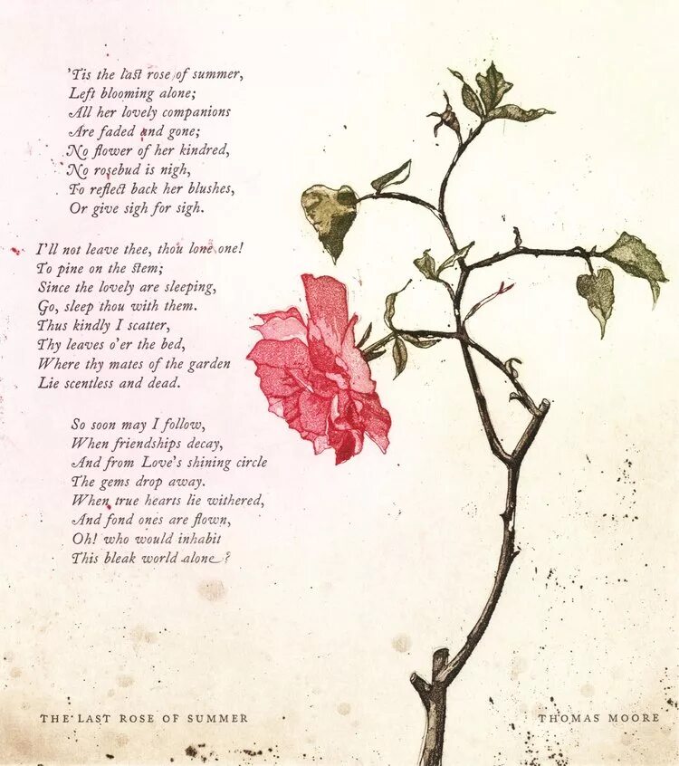 Последняя роза лета томас мур. Last rose. Последняя роза лета композитор. Last rose. Стихотворение про мур.