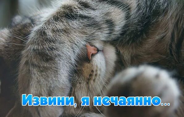 прости случайно. мемы прости. прошу прощения картинки. прощаю картинки. ой сори две одинаковые картинки скинул.