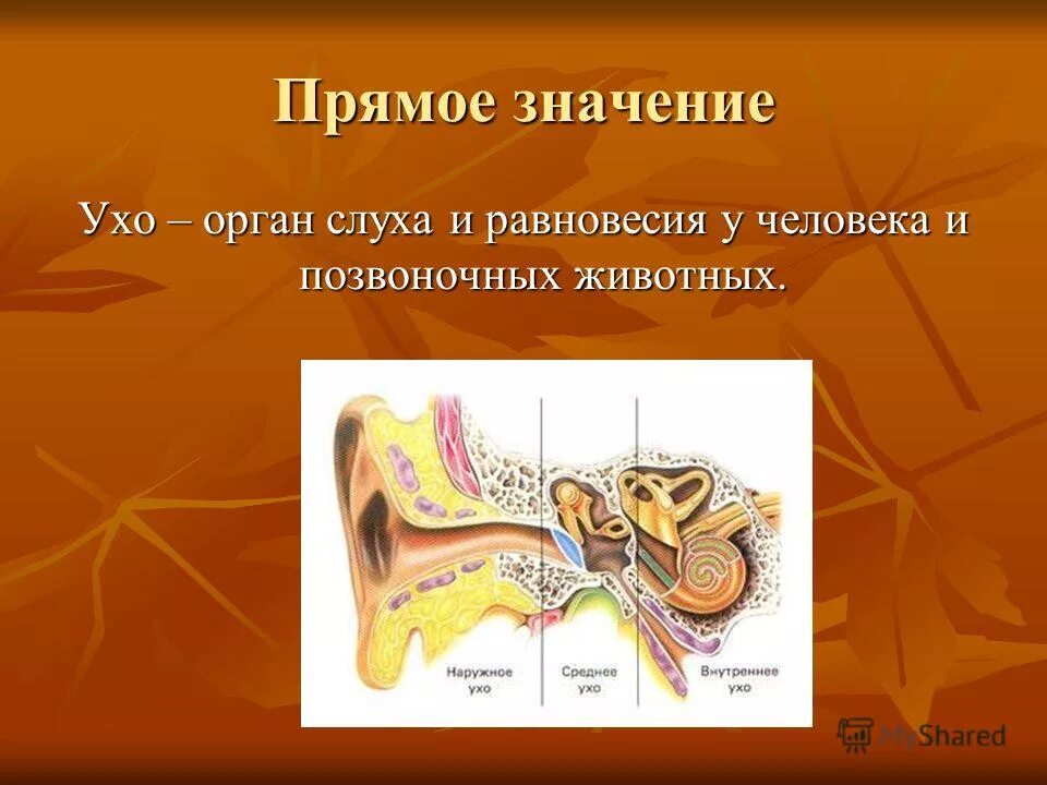Слух людей и животных. Орган слуха и равновесия ухо. орган слуха у животных. орган слуха и равновесия человека. внутреннее ухо позвоночных животных.