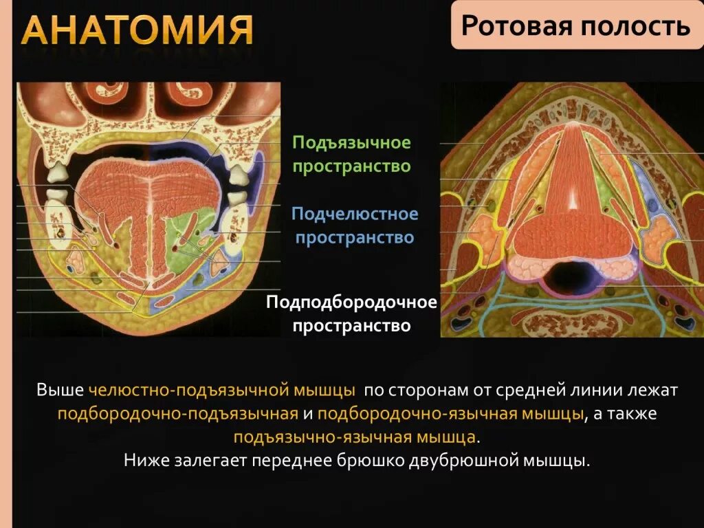 Пространства полости рта. Анатомия дна полости рта кт. Мышцы дна полости рта кт анатомия. Мышцы дна ротовой полости на кт.