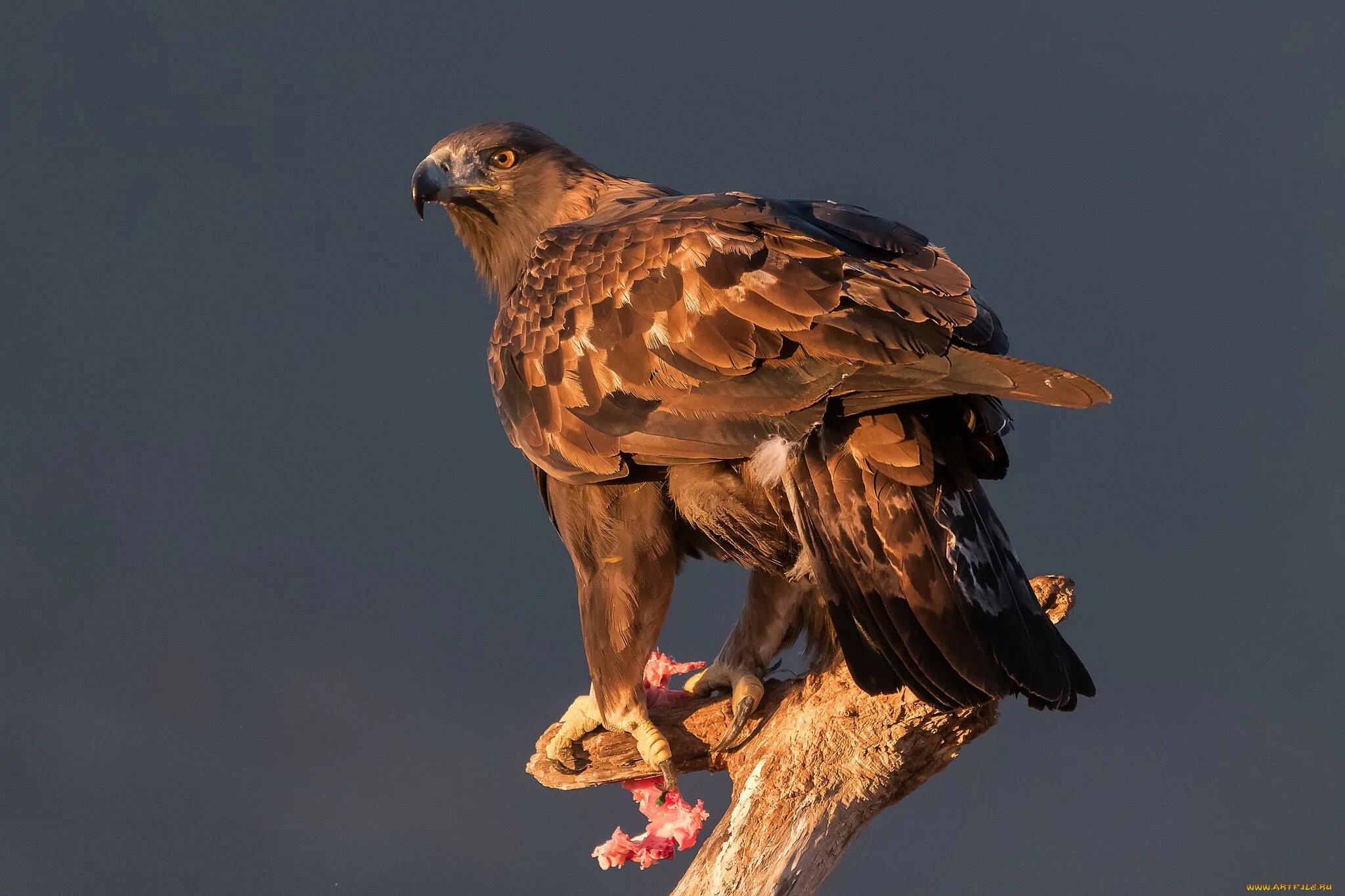 Full bird. Канюк, чеглок, Змееяд. Змееяд, курганник. Коричневая хищная птица. Хищные птицы Крыма.