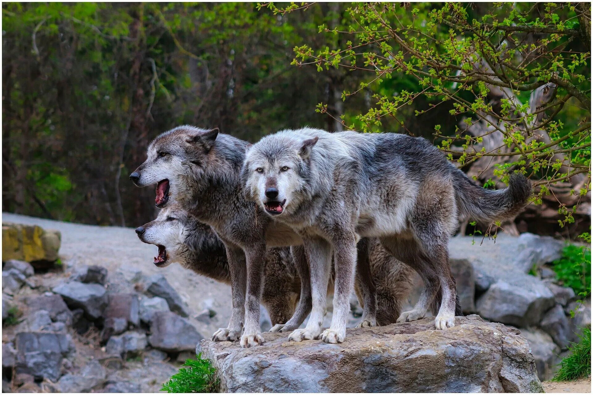 Где больше волков. Волк пиксабай. Большие волки. Карельский волк.