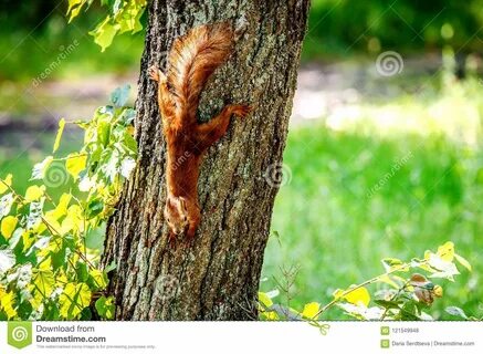 Download Smiling Red Squirrel Tree Royalty Free Stock Photo via CartoonDeal...