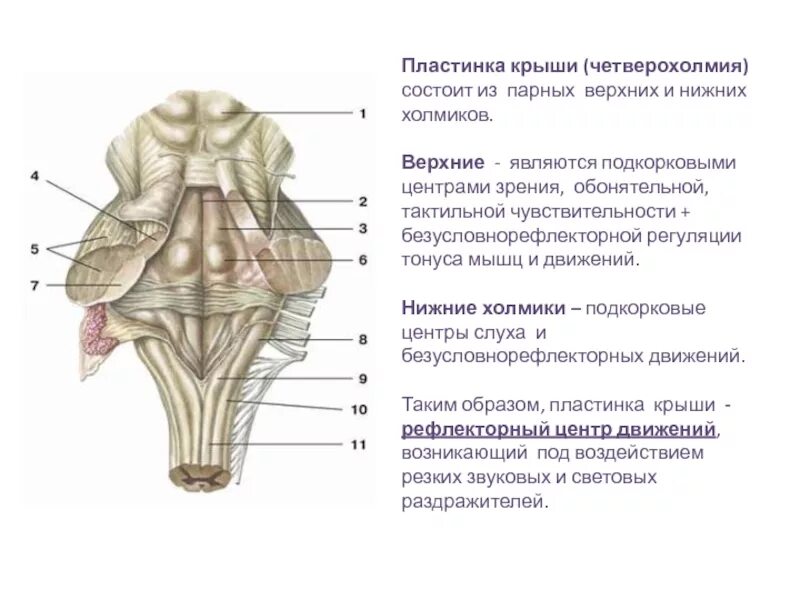 Верхние и нижние бугры