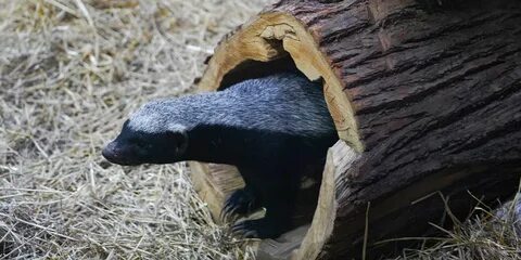 Барсуки встречаются только в зоопарках
