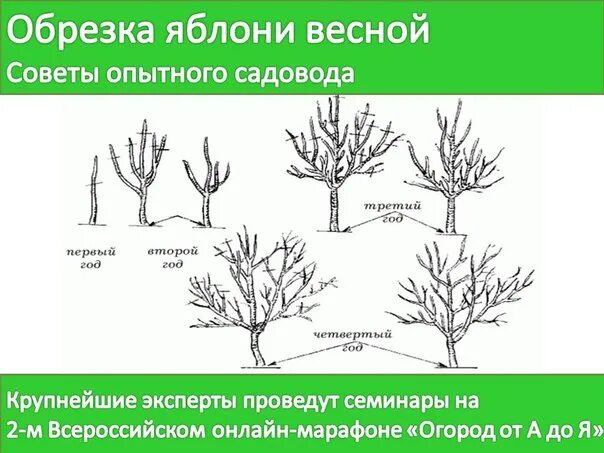 Обрезка яблони весной сроки