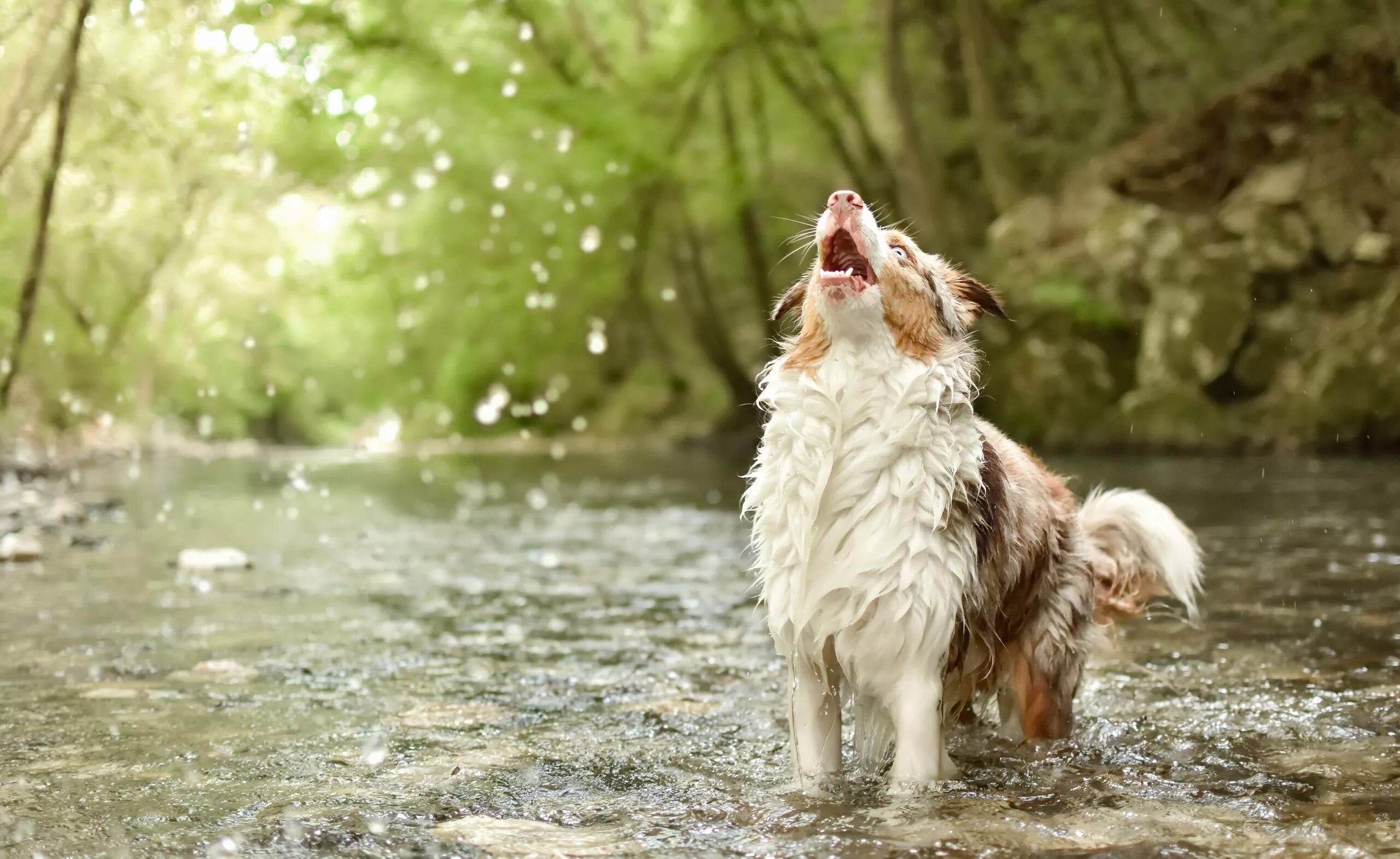 Мокрые животные. Собака на природе. Собака в реке. Животные под дождем.