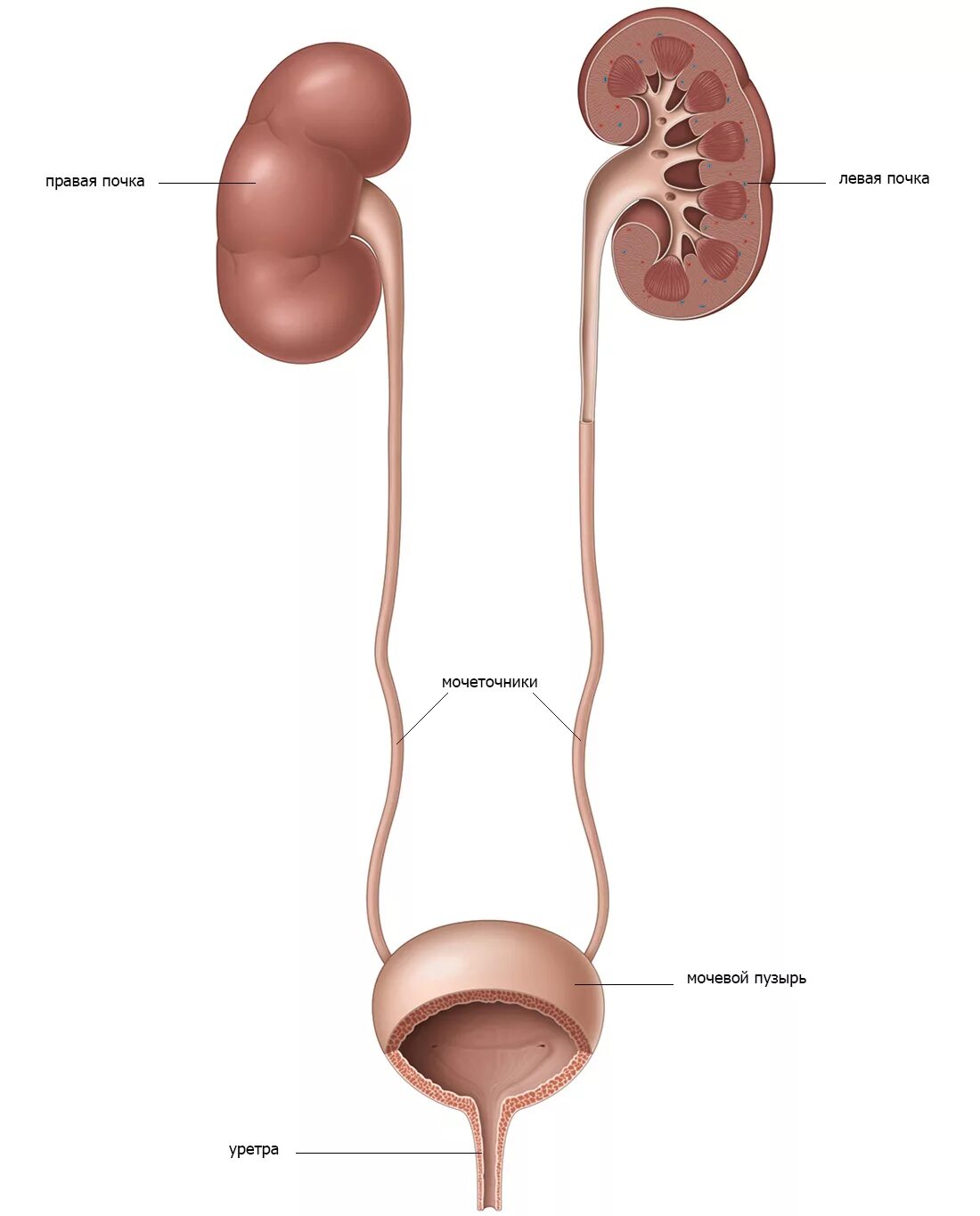 Урология ответы. Почки мочеточники мочевой пузырь. Почки мочеточник строение анатомия. Органы выделительной системы мочевой пузырь. Мочеточник и мочевой пузырь строение.
