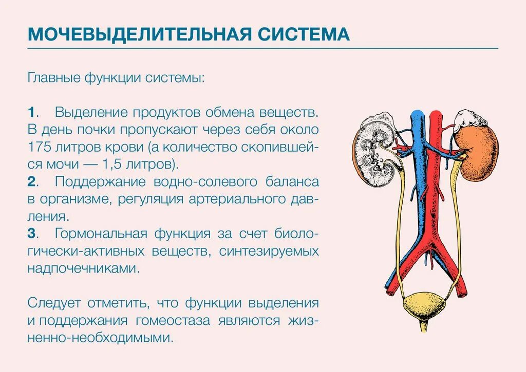 Анатомия и функции мочевыделительной системы. Выделительная система строение и функции мочевыделительной системы. Функции выделительной системы человека 8 класс кратко. Основные функции мочевой системы.