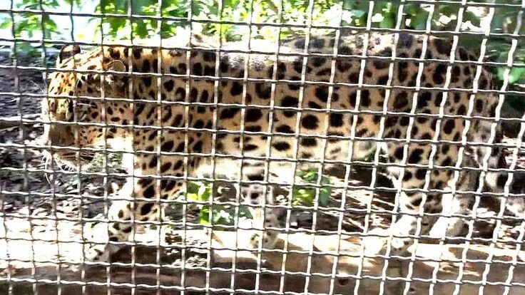 Женщины в леопардовом зоопарке. Дальневосточный леопард Московский зоопарк. Дымчатый леопард в Московском зоопарке. Дальневосточный леопард в зоопарке. В зоопарк в леопардовом.