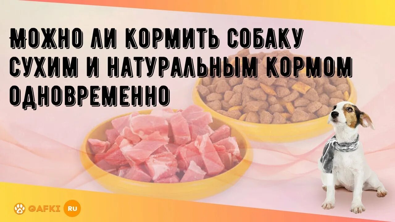 Натуралка для собак. Можно ли смешивать корма для собак. Можно ли смешивать сухой и влажный корм для собак. Можно ли смешивать натуралку и сухой корм для собак.