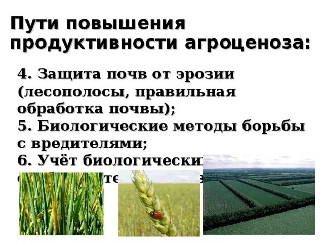 Устойчивый агроценоз. Искусственные экосистемы агроценозы. Агроэкосистема примеры. Агроценоз схема. Схема агроэкосистемы.