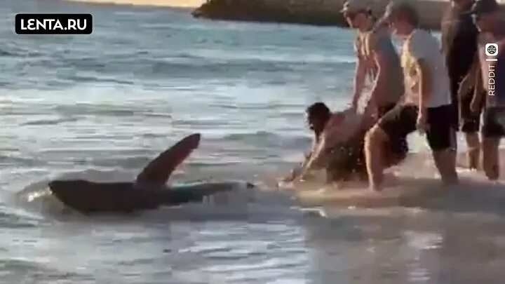 Акула спасла черепаху. Акулы спасли ребенка в море.