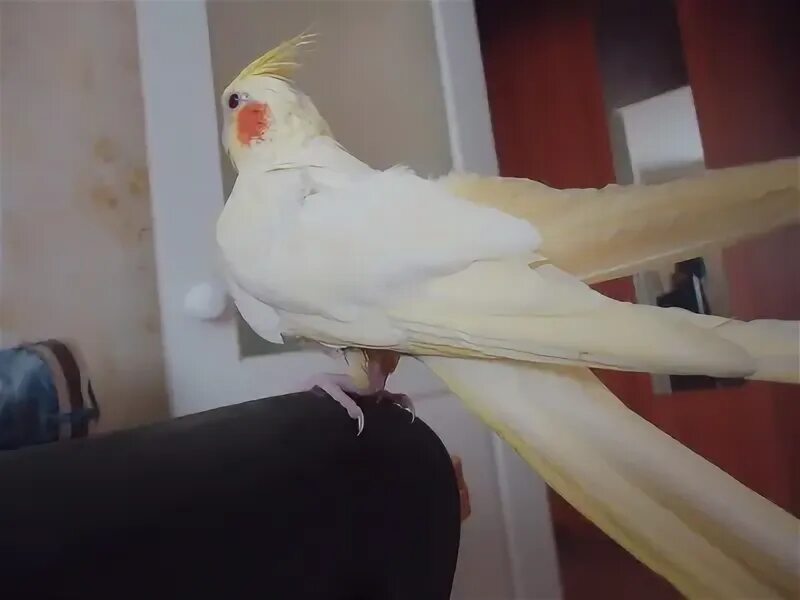 Монтана кореллы. Попугай корелла жемчужный. Корелла-нимфа. Корелла серый мальчик. Корелла безщекий.