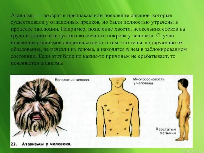Атавизм у человека фото YugNash.ru