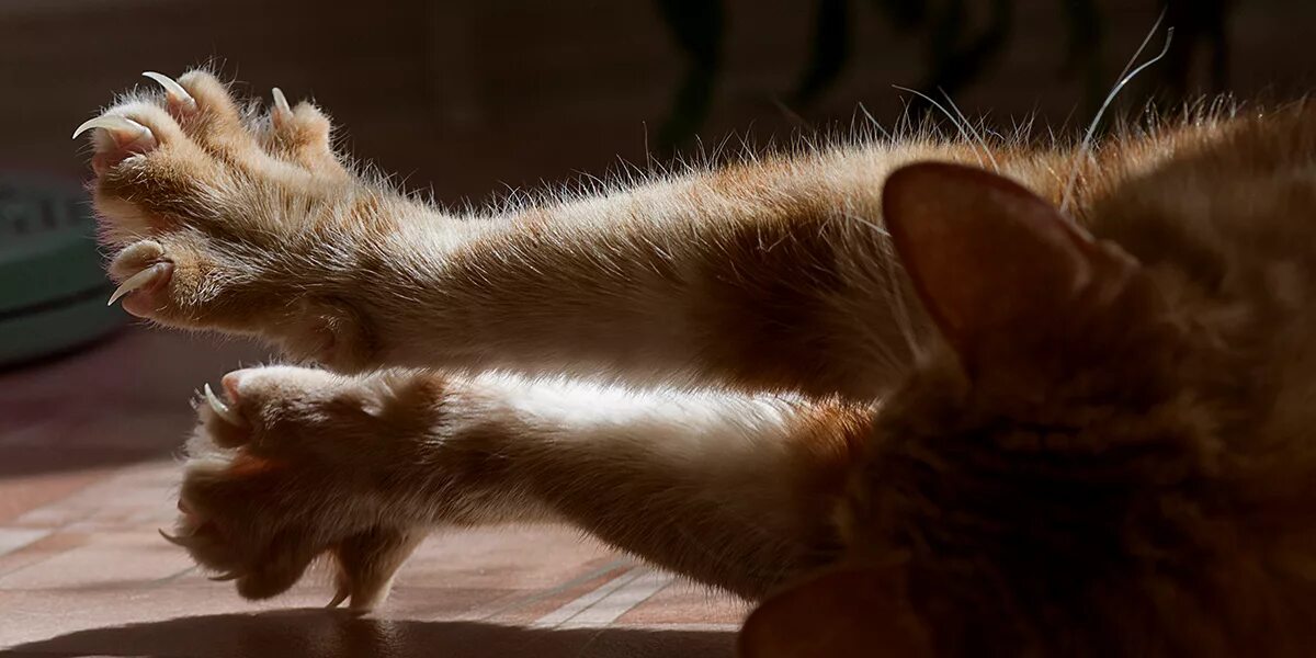 Sharp claws
