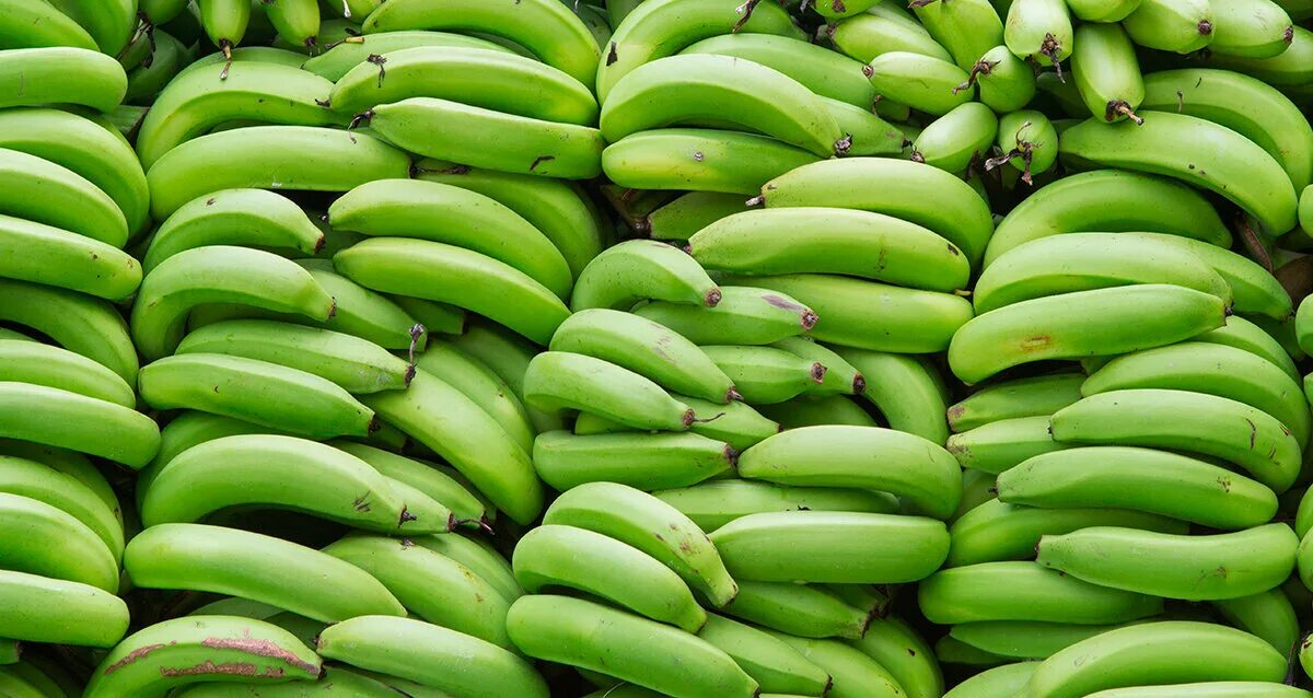 Сколько лежат бананы. Зеленые бананы. Гора бананов. Куча бананов. Много бананов.
