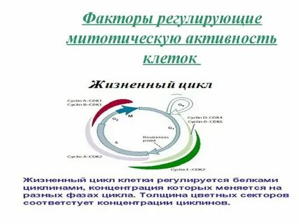 Активность клеток