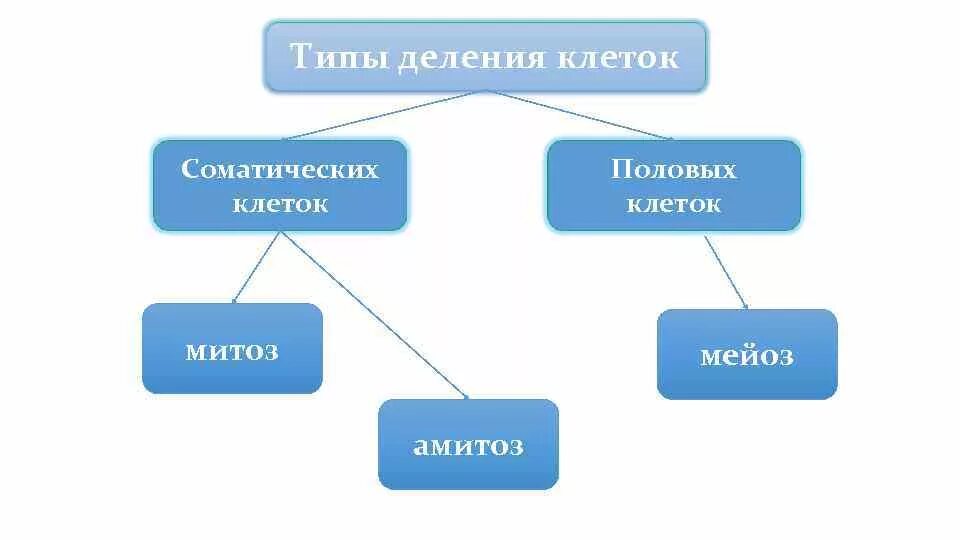 Соматические клетки курицы. Типы деления соматических и половых клеток. типы деления клеток. соматические и половые клетки. типы деления соматических клеток.