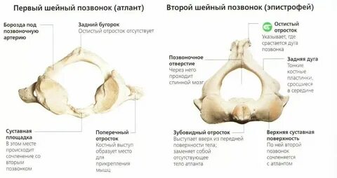 Анатомические образования характерные для шейных позвонков