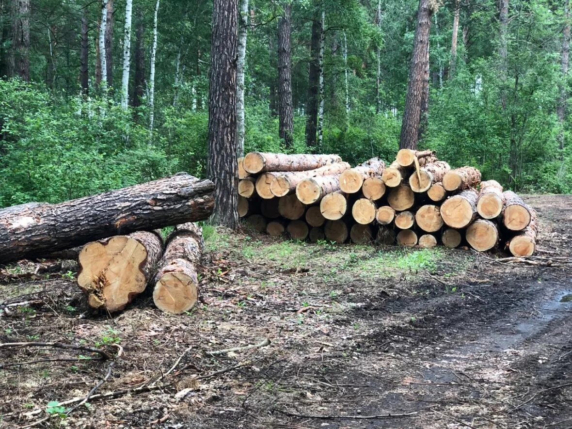 Cut down forest. Вырубка лесов в Новосибирске. Вырубка лесов в Новосибирской области. Незаконная рубка леса в Новосибирской области. Спиленные деревья в лесу.