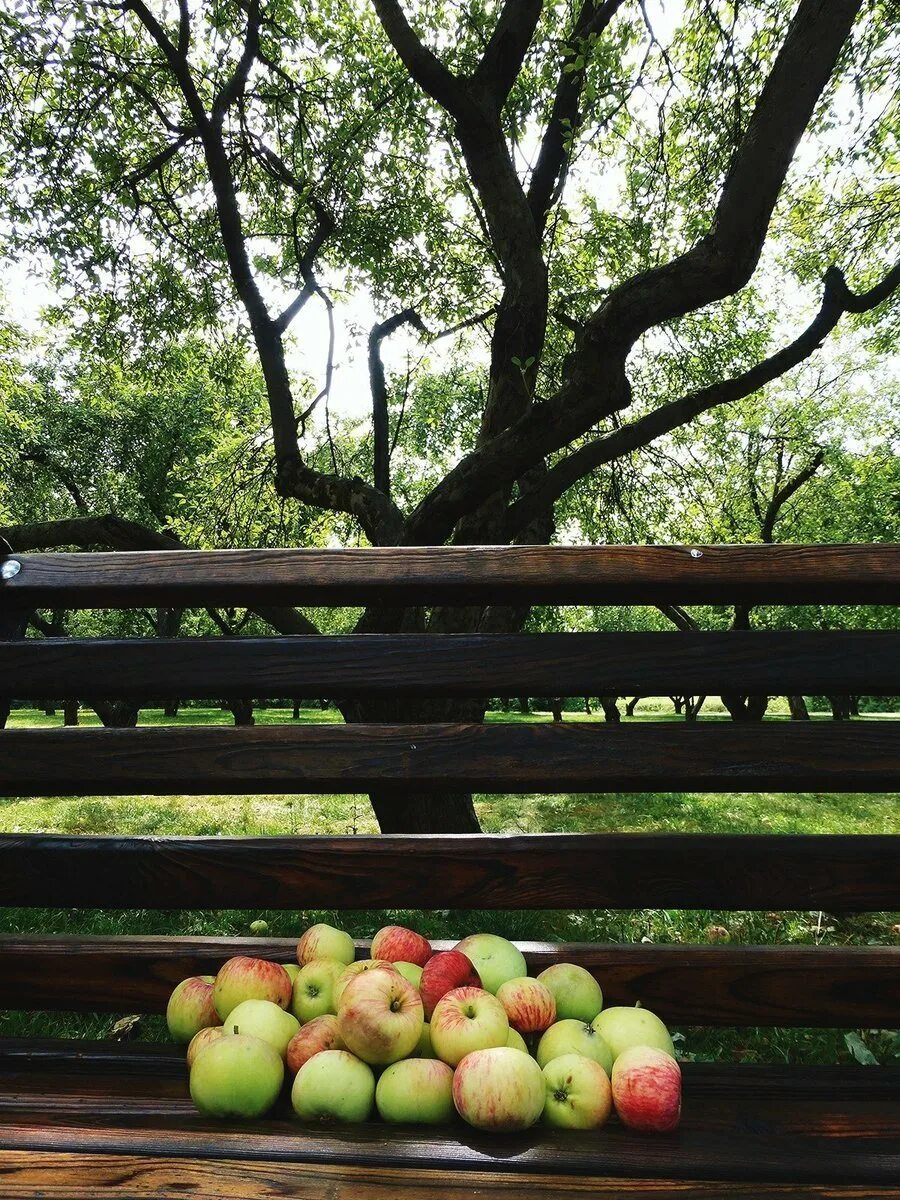 Яблоки под яблоней. Яблочные плантации Нормандии. Яблоневый сад Довженко. Штрехель яблоки. Фруктовые деревья для сада.