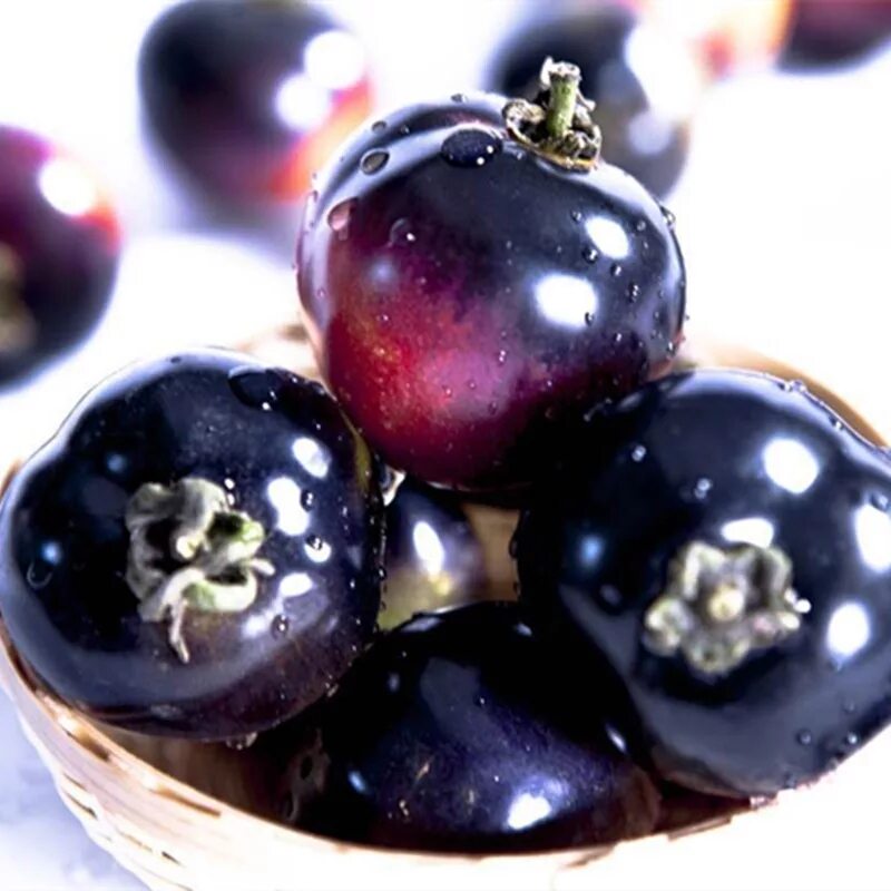 томат чёрная магия сибирский сад. томат мегагрон. томаты магия. томат чёрная магия сибирский сад. томат черная магия 20 шт.