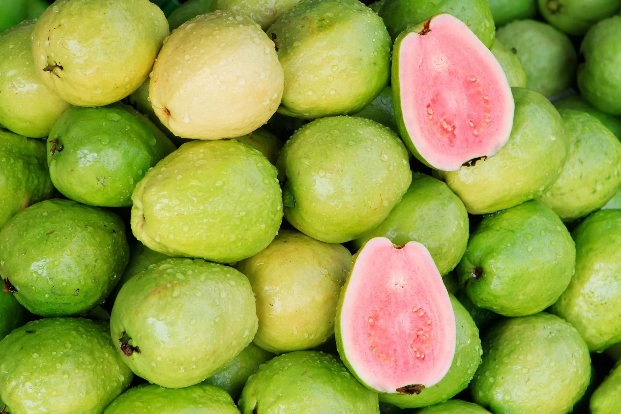 Гуава что это. Фрукт гуайява. Гуава фрукт зеленый. Riley Guava. Гуайава, гуава (Psidium guajava) дерево.