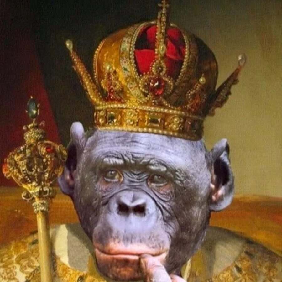 Обезьяна с короной. Обезьяна с короной на голове. Шимпанзе в короне. Мартышка с короной.