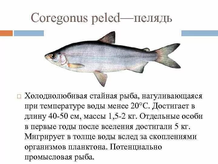Пелядь в Беларуси (фото, описание и образ жизни) FishingBY.com