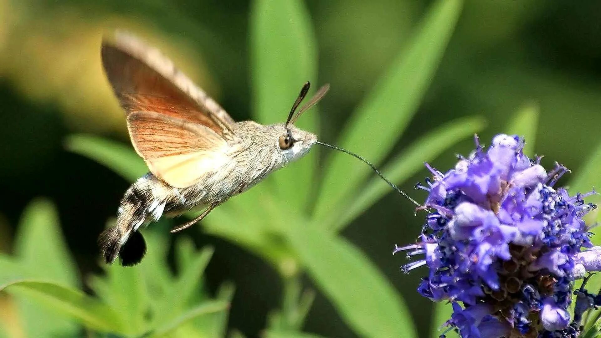 Колибри мира насекомых Polilla halcón, Polilla, Colibri
