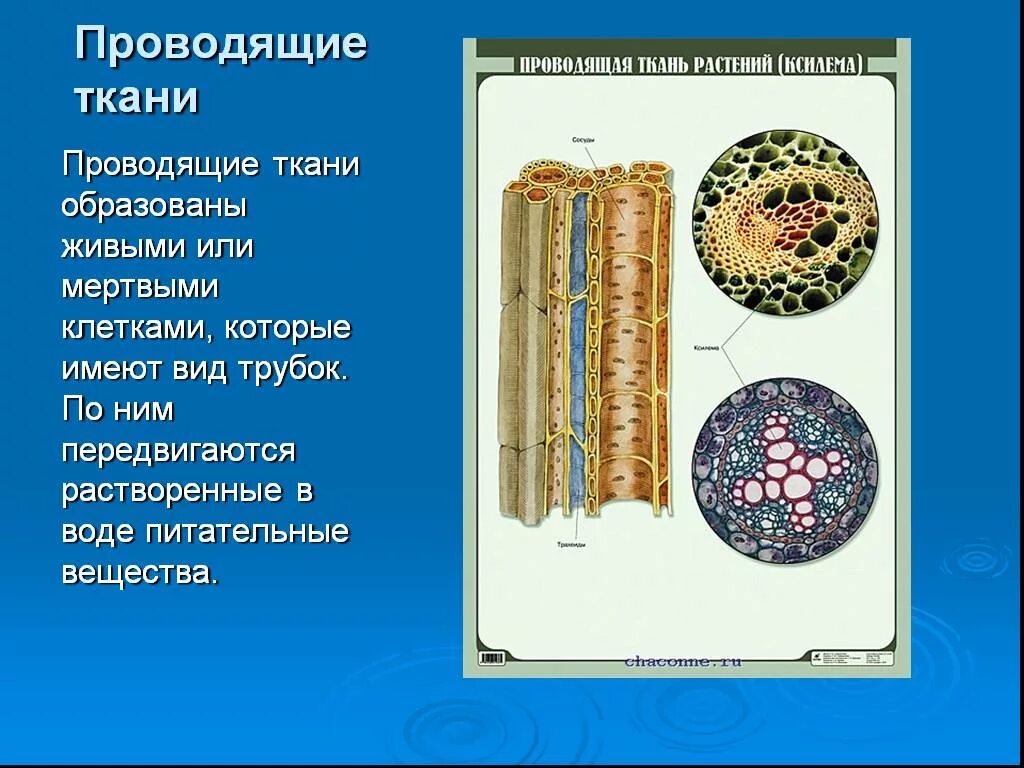 Живые клетки проводящей ткани. Проводящие ткани. Проводящая ткань. Ткани растений. Проводящая ткань растений.