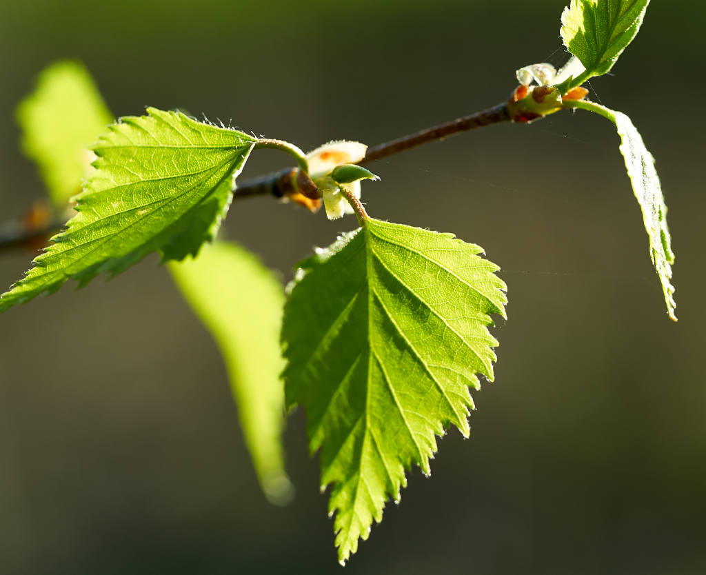 ветки береза. березовый лист. молодые листочки березы. листва березы. ветки береза.