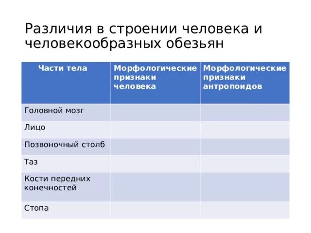 Различия в строении человека и человекообразных обезьян. Различие человека и человекообразных обезьян таблица. Признаки различия человека и человекообразных обезьян. Человек и человекообразные различия.