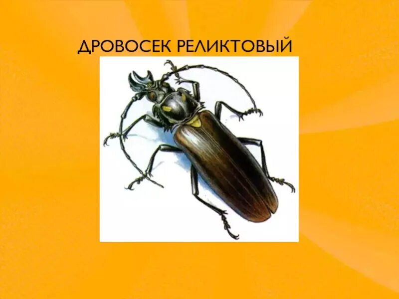 Почему дровосек занесен в красную книгу. Жук реликтовый дровосек красная книга. дровосек реликтовый красная книга россии. дровосек реликтовый описание красная книга. дровосек реликтовый 2 класс красная.