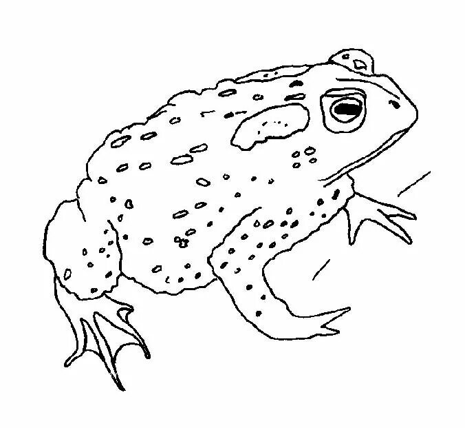 Земноводные раскраска. Жаба раскраска. Жаба раскраска для детей. Жаба раскраска. Земноводные раскраска для детей.